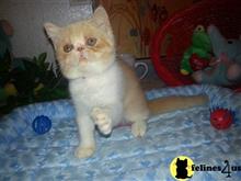exotic shorthair kitten posted by Lorane