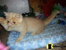 exotic shorthair kitten posted by Lorane