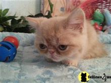exotic shorthair kitten posted by Lorane