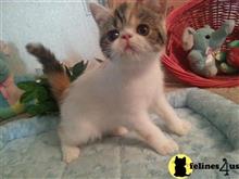 exotic shorthair kitten posted by Lorane