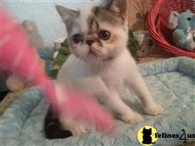 exotic shorthair kitten posted by Lorane