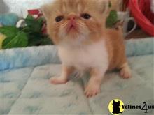 exotic shorthair kitten posted by Lorane