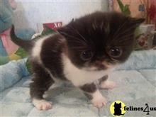 exotic shorthair kitten posted by Lorane
