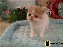 exotic shorthair kitten posted by Lorane