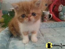 exotic shorthair kitten posted by Lorane