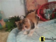 exotic shorthair kitten posted by Lorane