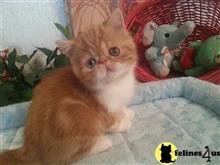 exotic shorthair kitten posted by Lorane