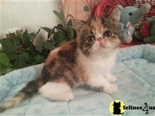 exotic shorthair kitten posted by Lorane