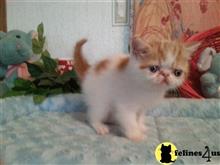 exotic shorthair kitten posted by Lorane