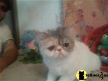 exotic shorthair cat posted by Lorane