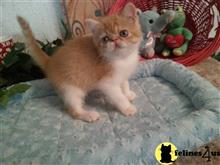 exotic shorthair kitten posted by Lorane
