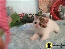 exotic shorthair kitten posted by Lorane