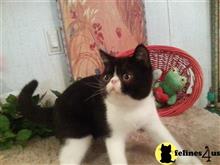 exotic shorthair kitten posted by Lorane
