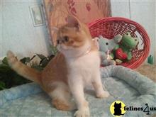 exotic shorthair kitten posted by Lorane