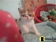 exotic shorthair kitten posted by Lorane