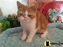 exotic shorthair kitten posted by Lorane