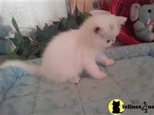 exotic shorthair kitten posted by Lorane
