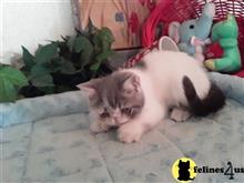 exotic shorthair kitten posted by Lorane