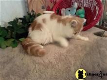 exotic shorthair kitten posted by Lorane