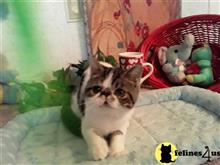 exotic shorthair kitten posted by Lorane