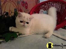 exotic shorthair kitten posted by Lorane