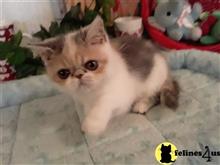 exotic shorthair kitten posted by Lorane