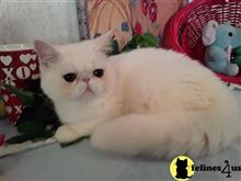 exotic shorthair kitten posted by Lorane
