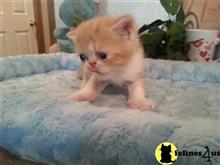 exotic shorthair kitten posted by Lorane