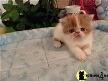 exotic shorthair kitten posted by Lorane