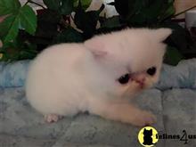exotic shorthair kitten posted by Lorane