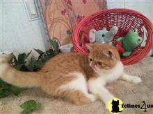 exotic shorthair kitten posted by Lorane