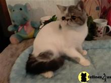 exotic shorthair kitten posted by Lorane
