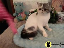 exotic shorthair kitten posted by Lorane