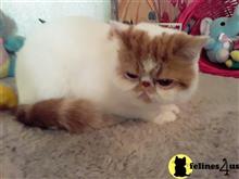 exotic shorthair kitten posted by Lorane