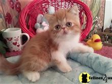 exotic shorthair kitten posted by Lorane