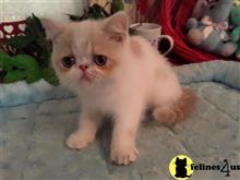 exotic shorthair kitten posted by Lorane
