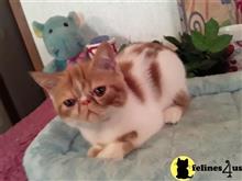 Exotic Shorthair