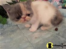 Exotic Shorthair