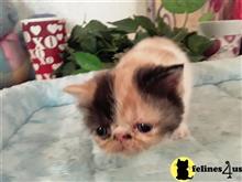 Exotic Shorthair