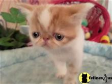 Exotic Shorthair