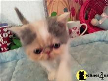 Exotic Shorthair