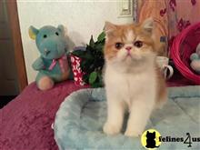 exotic shorthair kitten posted by Lorane