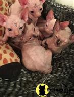 sphynx kitten posted by renecruz