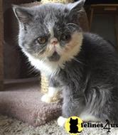 persian cat posted by Carrieanna