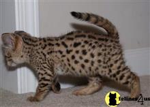 savannah kitten posted by wadernbenz