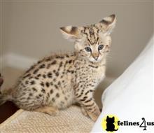 savannah kitten posted by wadernbenz