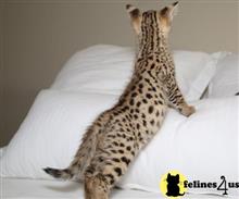 savannah kitten posted by wadernbenz