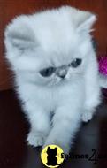 exotic shorthair kitten posted by dpvisionsllc