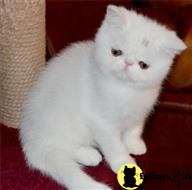 exotic shorthair kitten posted by dpvisionsllc