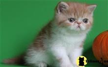 exotic shorthair kitten posted by dpvisionsllc